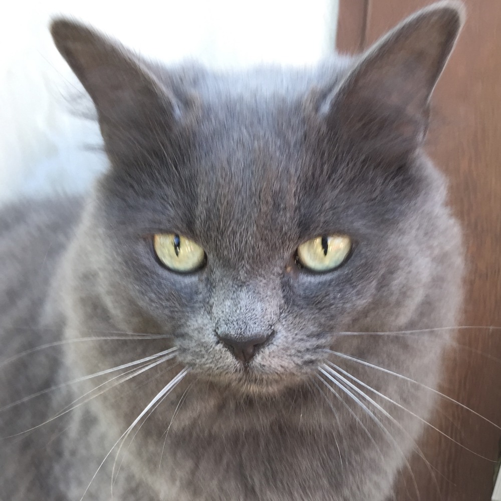 Meet your Posher, Bob